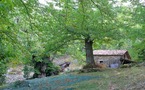 1500 plants de châtaigniers en 2010