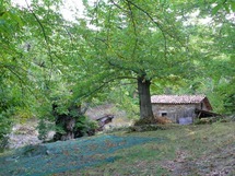 1500 plants de châtaigniers en 2010