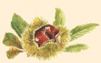 U Prugramma