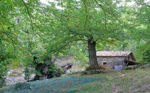 1500 plants de châtaigniers en 2010
